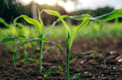 Image of a corn field.
